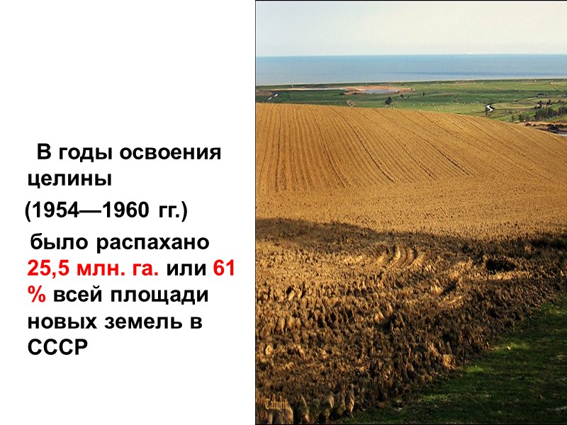 В годы освоения        целины   